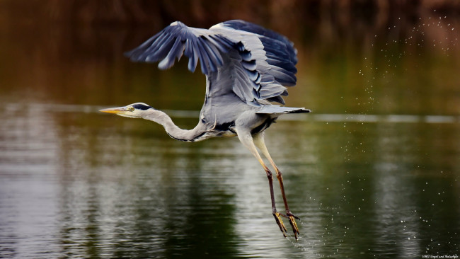 Обои картинки фото животные, цапли,  выпи, цапля, брызги, озеро