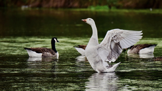 Обои картинки фото животные, гуси, озеро