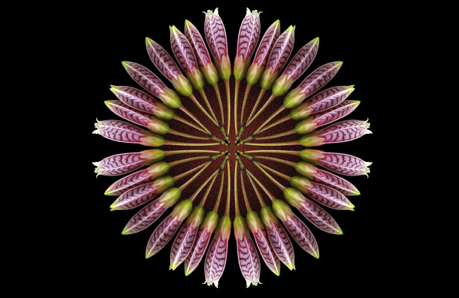 Обои картинки фото разное, компьютерный дизайн, круг, цветы, фон