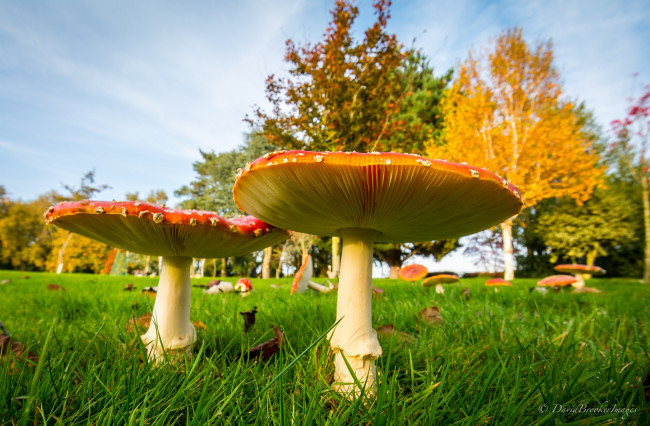 Обои картинки фото природа, грибы,  мухомор, мухоморы, парк, луг