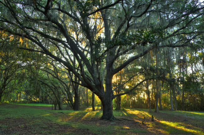 Обои картинки фото природа, лес, деревья, поляна