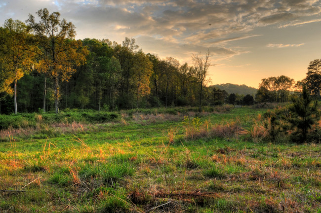 Обои картинки фото природа, лес, поле