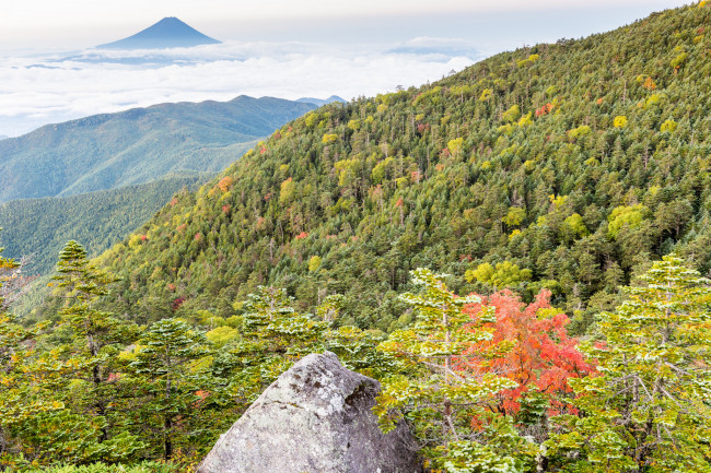 Обои картинки фото природа, лес, гора