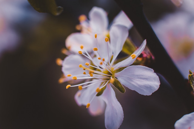 Обои картинки фото цветы, цветущие деревья ,  кустарники, лепестки, тычинки, макро, цветок