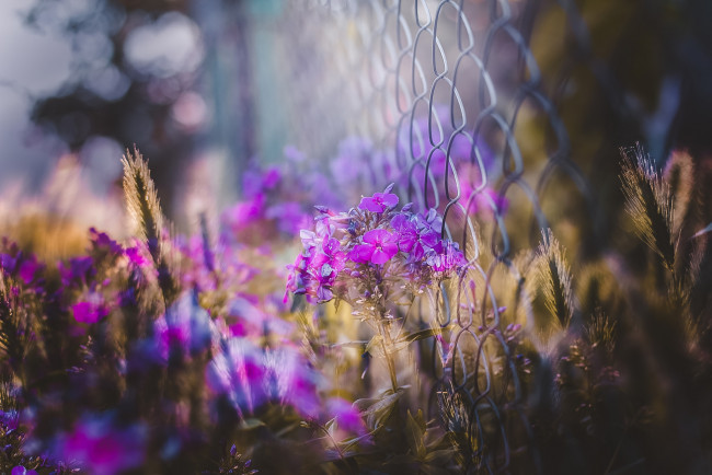 Обои картинки фото цветы, флоксы, сетка