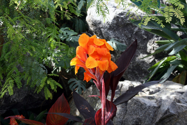 Обои картинки фото цветы, канна, оранжевый
