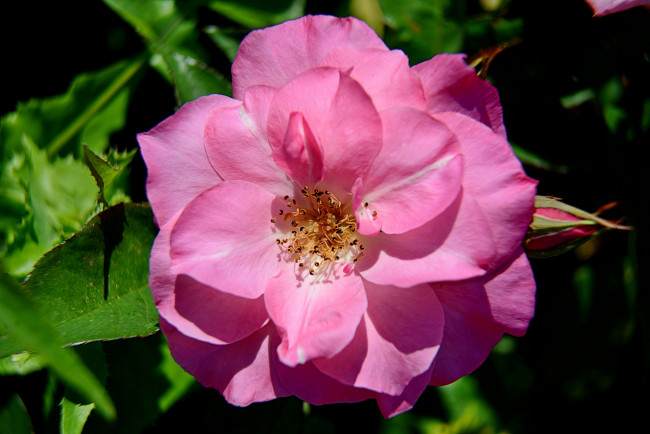 Обои картинки фото цветы, розы, бутон, роза