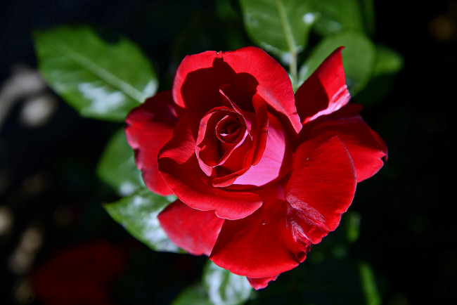 Обои картинки фото цветы, розы, бутон, роза