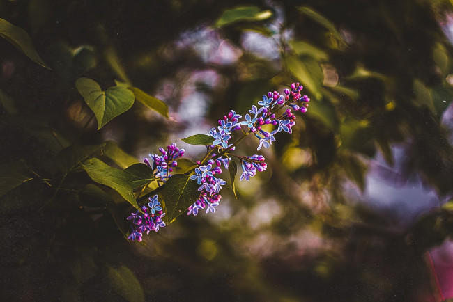 Обои картинки фото цветы, сирень