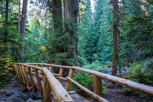 Обои картинки фото природа, дороги, мостик, лес