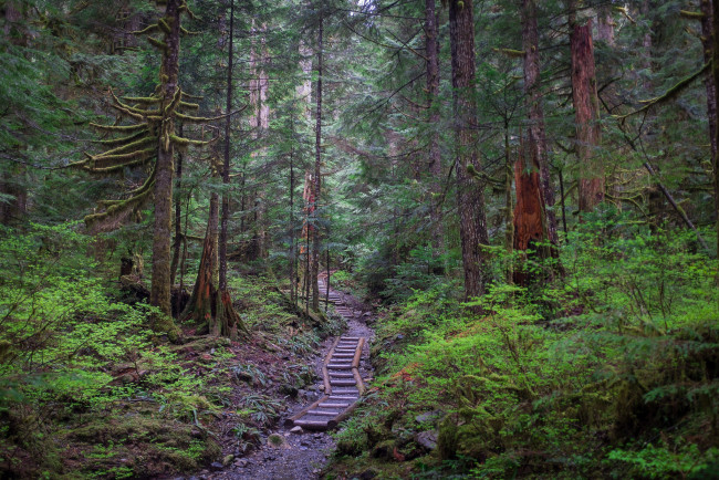 Обои картинки фото природа, дороги, тропинка, лес