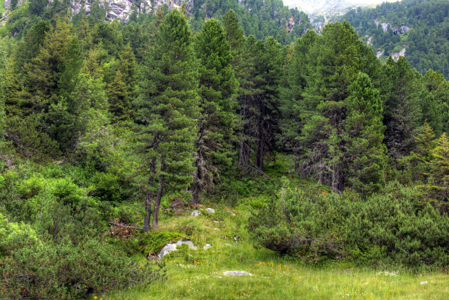 Обои картинки фото природа, лес, поляна