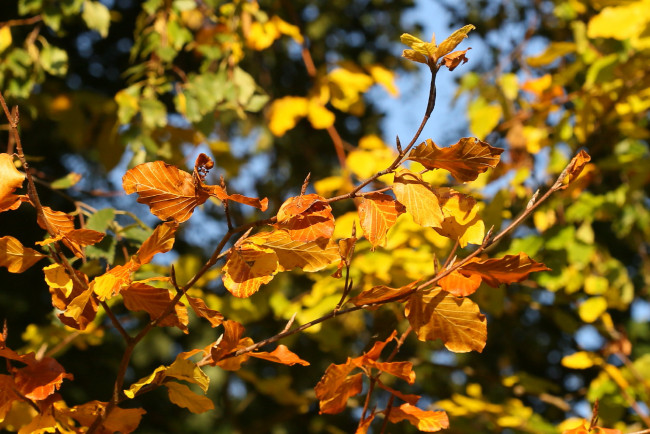 Обои картинки фото природа, листья, осень