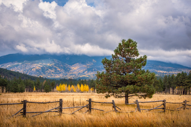 Обои картинки фото природа, пейзажи, деревья, поле