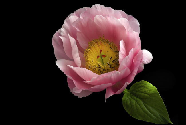 Обои картинки фото цветы, пионы, фон, цветок, пион