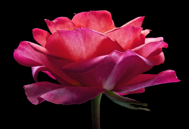 Обои картинки фото цветы, розы, роза, цветок, фон