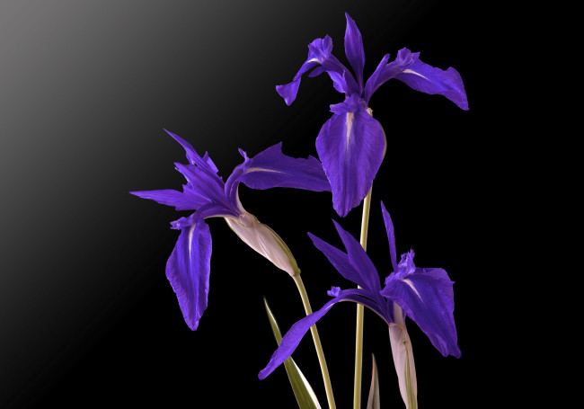 Обои картинки фото цветы, ирисы, фон