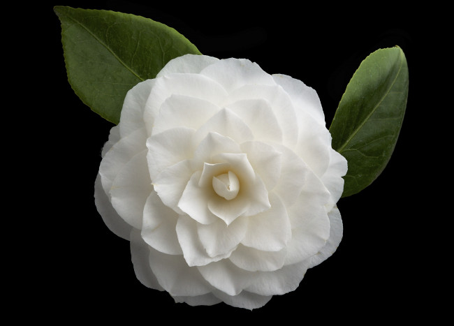 Обои картинки фото цветы, камелии, фон, макро, цветок, камелия