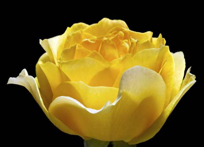 Обои картинки фото цветы, розы, роза, цветок, фон