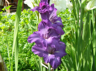 Картинка гладиолус цветы гладиолусы