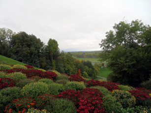 Картинка природа парк деревья хризантемы