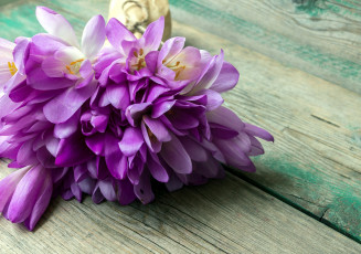 Картинка цветы крокусы сиреневый