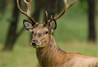 Картинка животные олени олень молодой