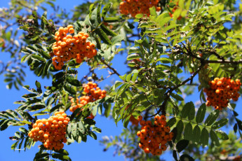 Картинка природа Ягоды +рябина гроздья