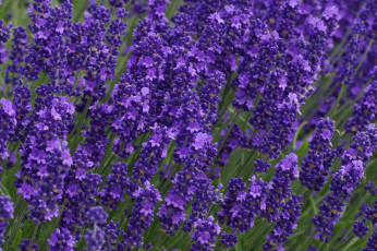 Картинка цветы лаванда лиловый