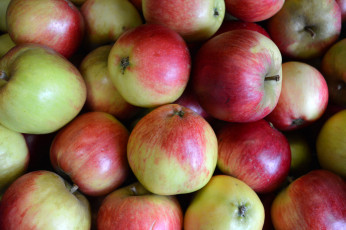 Картинка еда Яблоки плоы