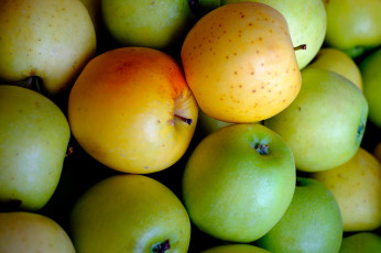 Картинка еда Яблоки плоы