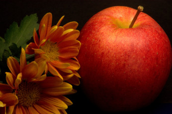 Картинка еда Яблоки плоы