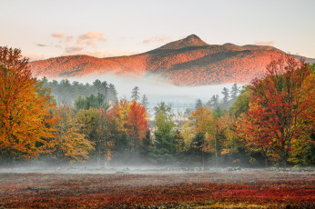 Картинка природа лес осень