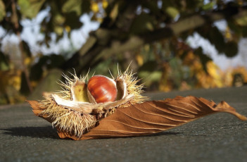 Картинка природа шишки +жёлуди +каштаны каштан