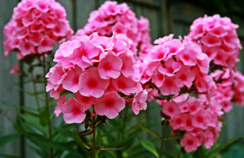 Картинка цветы флоксы розовый