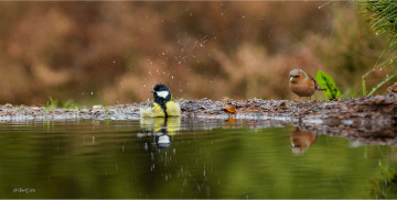 Картинка животные синицы +лазоревки лужа вода птицы