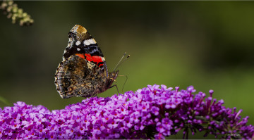 Картинка животные бабочки +мотыльки +моли бабочка цветы