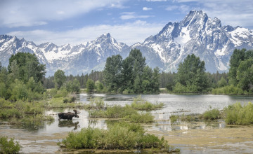 Картинка животные лоси облака деревья болото горы сохатый лось