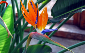 Картинка цветы стрелиция+ райская+птица экзотика
