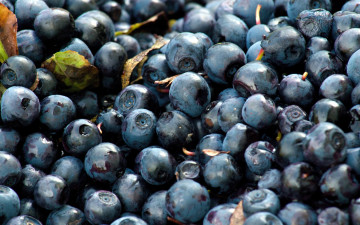 Картинка еда голубика +черника много ягоды черника