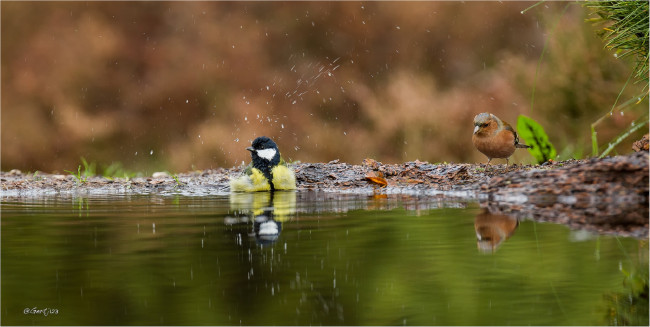 Обои картинки фото животные, синицы,  лазоревки, лужа, вода, птицы