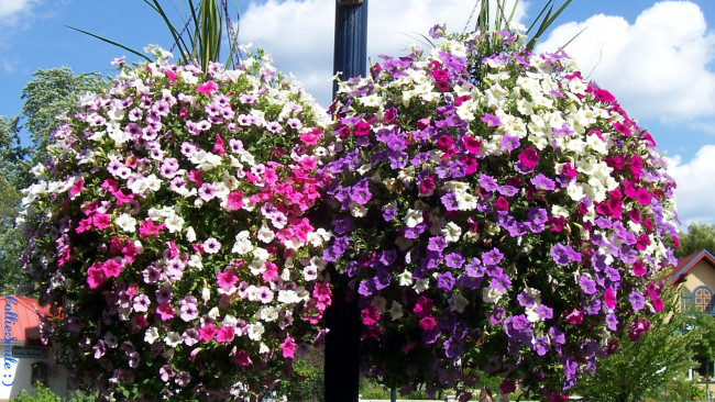 Обои картинки фото цветы, петунии,  калибрахоа, сурфиния