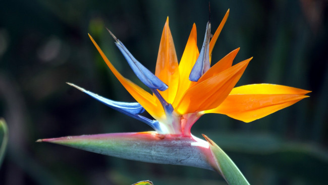 Обои картинки фото цветы, стрелиция , райская птица, экзотика