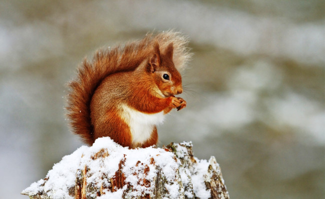 Обои картинки фото животные, белки, рыжая, белка, пень, снег