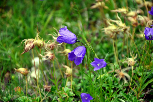 Обои картинки фото цветы, колокольчики, лиловый