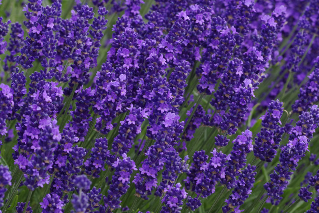Обои картинки фото цветы, лаванда, лиловый