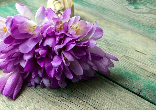 Обои картинки фото цветы, крокусы, сиреневый