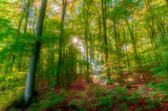 Картинка природа лес простор