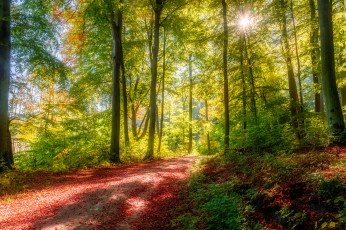 Картинка природа лес простор