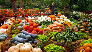 Картинка еда тыква ассорти тыквы чучело урожай